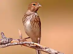 Pardillo macho joven muy marcado