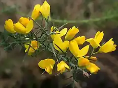 ulex-parviflorus-flores