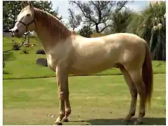 caballo guapo