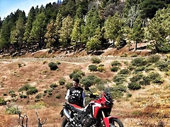 CRF perros