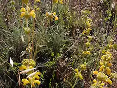 Phlomis lychnitis