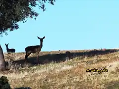 13, ciervas en el ateril, marca