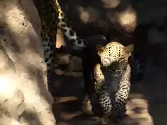 leopardo SL