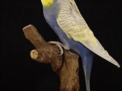 Alas Claras Azul Cobalto-Violeta Cara Dorada FD Alas Claras Azul Cobalto-Violeta Cara Dorada FD