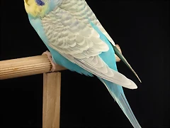 Alas Claras Azul Cielo Cara Amarilla Tipo I Alas Claras Azul Cielo Cara Amarilla Tipo I