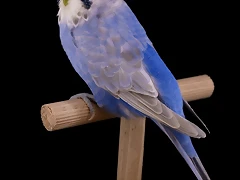 Alas Claras Opalino Canela Azul Cobalto-Violeta Alas Claras Opalino Canela Azul Cobalto-Violeta