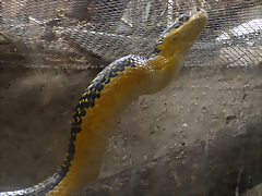Pseustes shropshirei 1 (7-10-23 Bioparque Amaru, det as Phrynonax) Pseustes shropshirei 1 (7-10-23 Bioparque Amaru, det as Phrynonax)