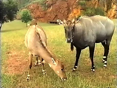 25-Nilgai