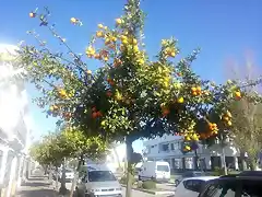 Naranjas amargas
