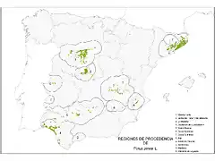 map_Pinus_pinea_tcm7-285929