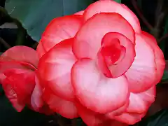 begonia_elatior-002