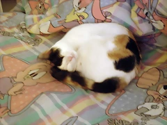 mi bb!