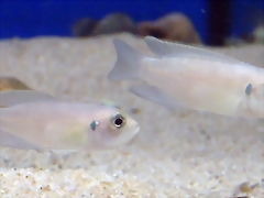 Neolamprologus brevis 'Sunspot' (5-8-17 Zoo Zajac) Neolamprologus brevis 'Sunspot' (5-8-17 Zoo Zajac)
