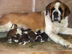 LOS CACHORROS Y LA MAMA