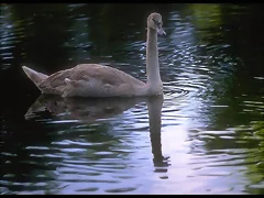 cisne blanco cisne blanco