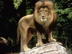 varios leones varios leones