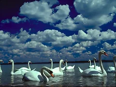 cisne cisne