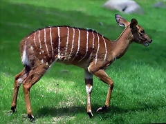 ciervo tipo bambi ciervo tipo bambi