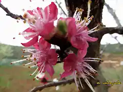 14, ciruelo en rosa, marca 4