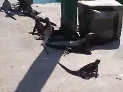 Iguanas  acuticas.
