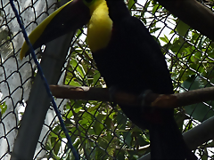 Ramphastos ambiguus ambiguus (1-10-23 Zoo de Quito) Ramphastos ambiguus ambiguus (1-10-23 Zoo de Quito)