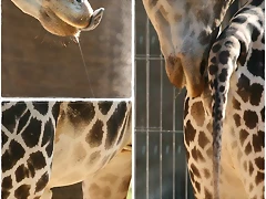 secrecions_girafa secrecions_girafa