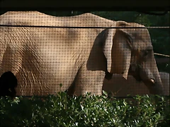 Zoo de Barcelona 20-10-10 087 Zoo de Barcelona 20-10-10 087