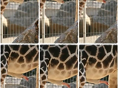 penis_girafa penis_girafa