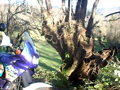 DSCN7729 DSCN7729