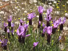 02, romero en flor 2