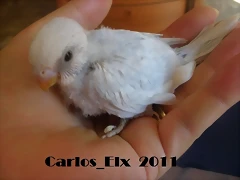 2 pollo  13-9-2011
