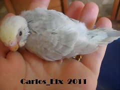 3 pollo  13-9-2011