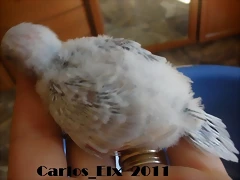 4 pollo  13-9-2011