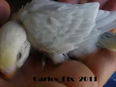 3  pollo  15-9-2011