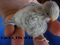 5  pollo  15-9-2011