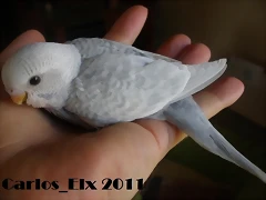 1 pollo 15-9-2011