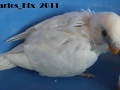 2 pollo  15-9-2011