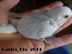 2 pollo 15-9-2011 1