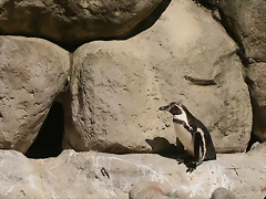 Zoo de Barcelona 25-05-11 026 Zoo de Barcelona 25-05-11 026