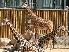 Zoo de Barcelona 25-05-11 163 Zoo de Barcelona 25-05-11 163