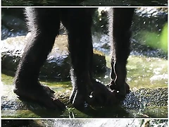 ximpanze_aigua_2 ximpanze_aigua_2