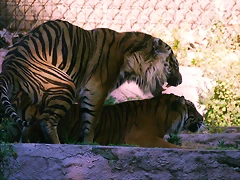Zoo de Barcelona 25-05-11 567 Zoo de Barcelona 25-05-11 567