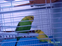 Perikitos