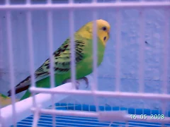 Perikitos 3
