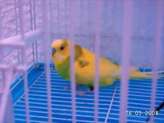 Perikitos 2