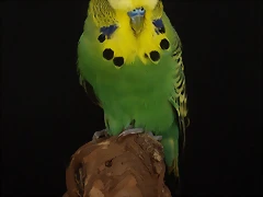 Normal Verde Laurel