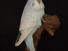Diluido Azul Cielo