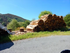 DSCN0981