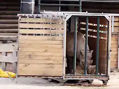 01_Sarafine_geht_in_die_Kiste__c__Zoo_Leipzig