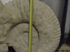 amo3